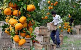 تصویر 4 از بهترین میوه پرتقال تازه